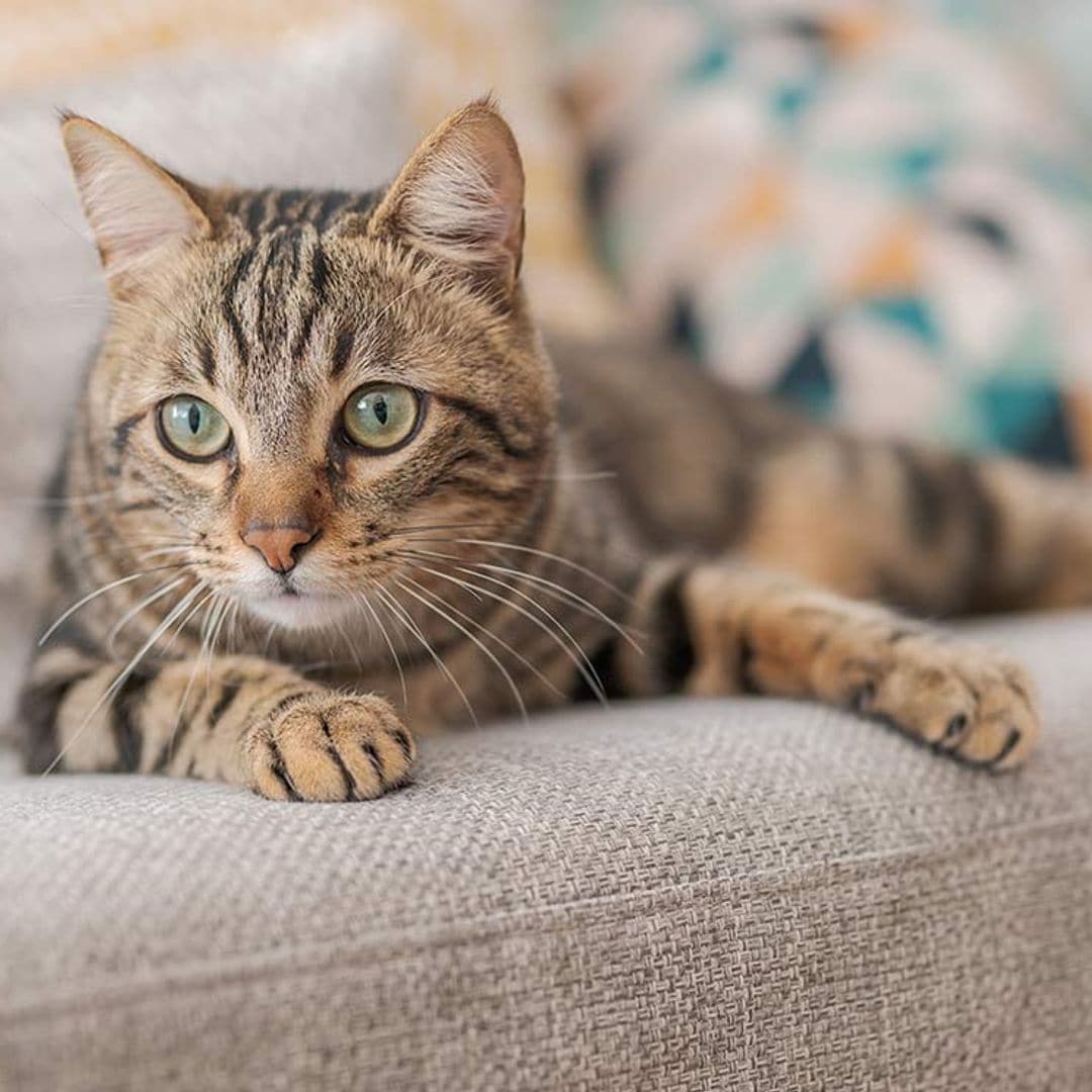 Tu gato siempre sabe donde estás, aunque te escondas