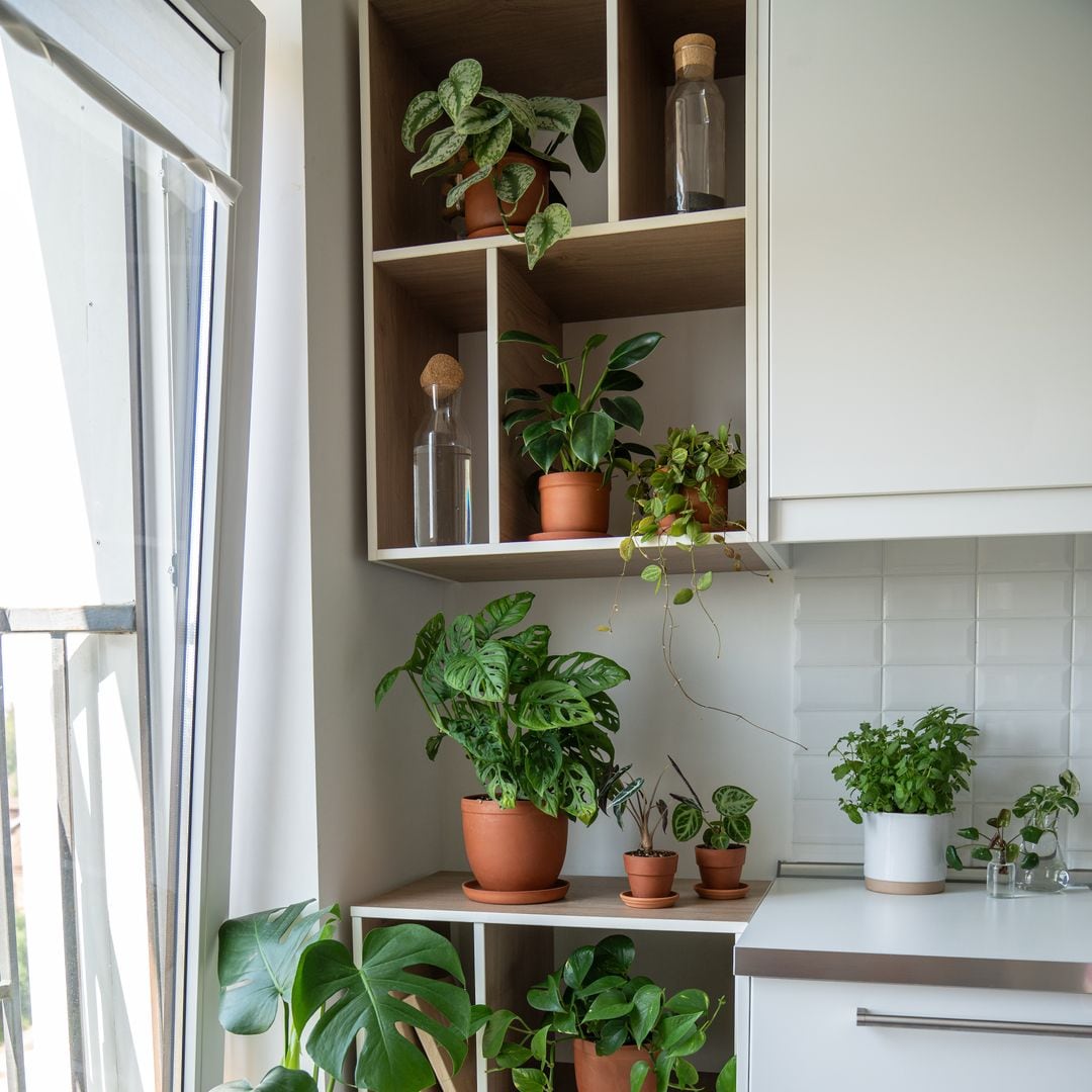 Plantas con las que puedes decorar la cocina y, con algunas, cocinar