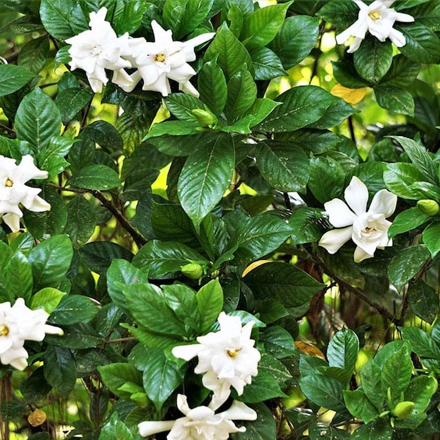 cultivar gardenia