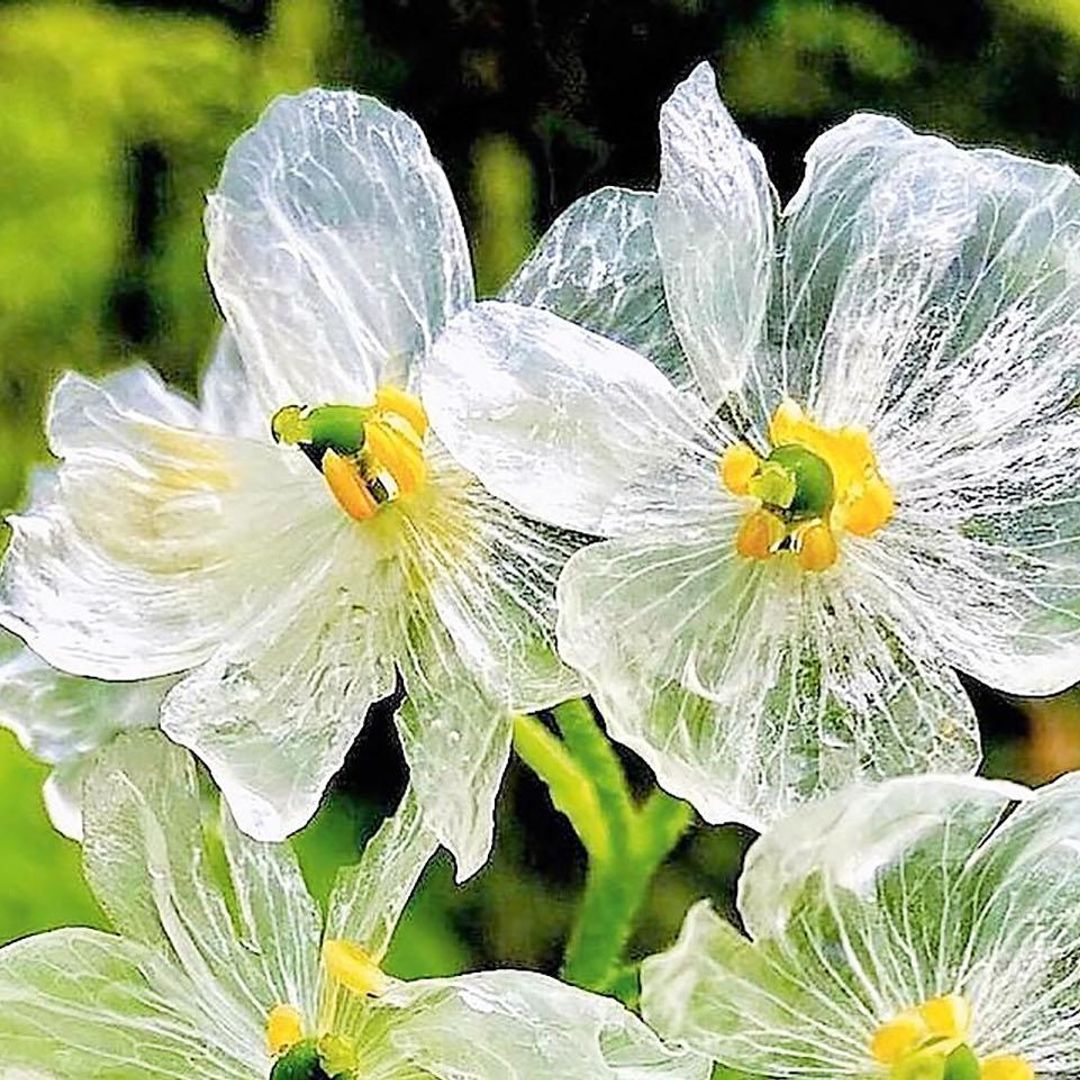 Así es la misteriosa flor que se convierte en ‘cristal’ con el agua