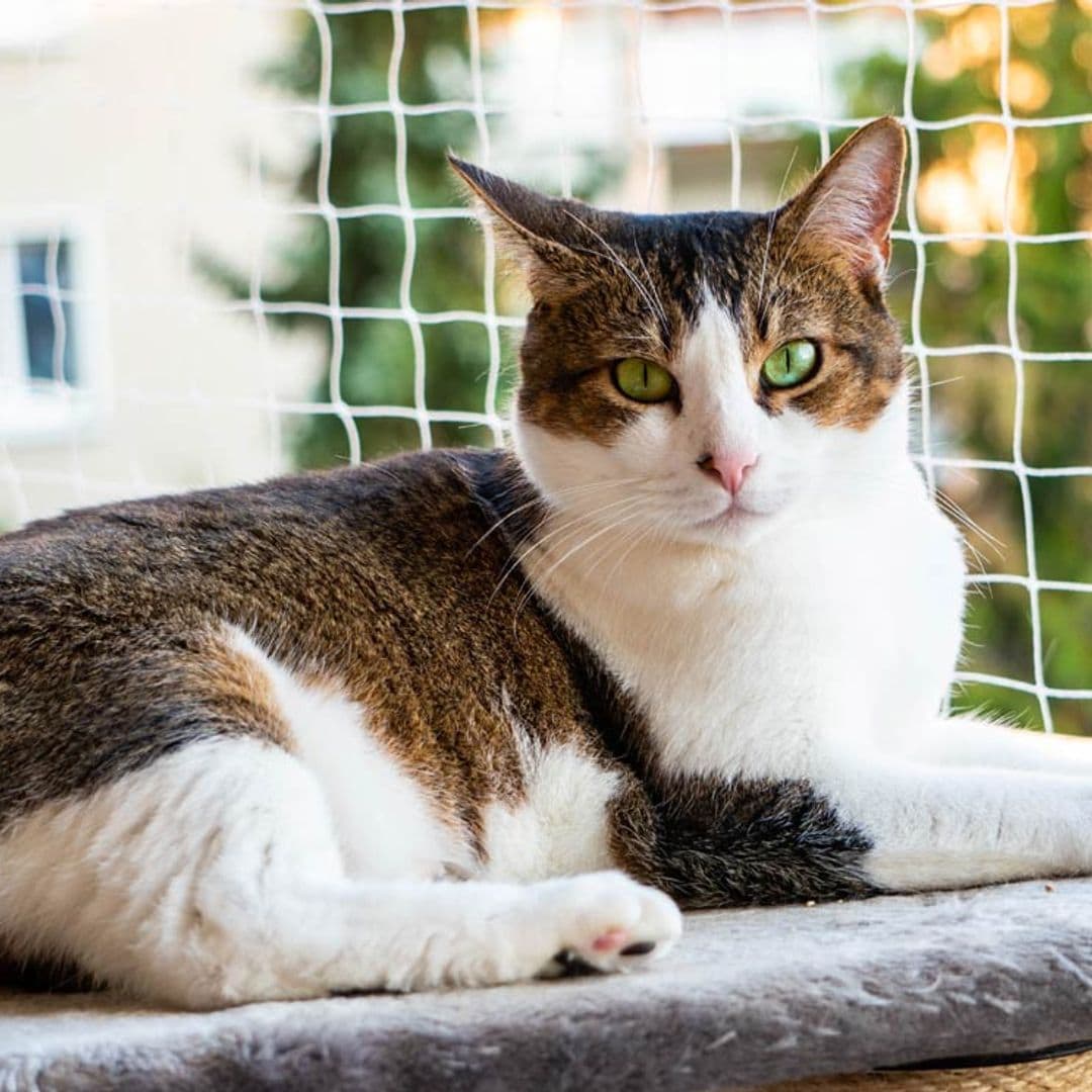 Así tienes que preparar la llegada de un gato a casa y hacer de tu hogar un lugar seguro