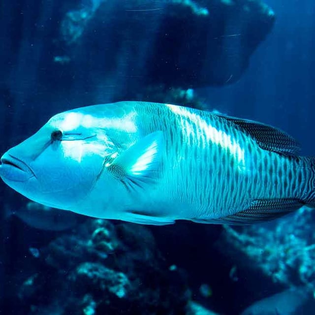 peces grandes para acuario jumbo