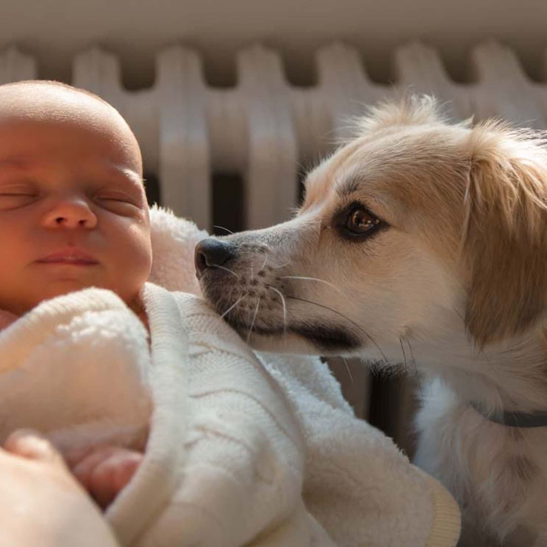 Lo que debes hacer (y lo que no) con tu perro ante la llegada de un bebé a casa