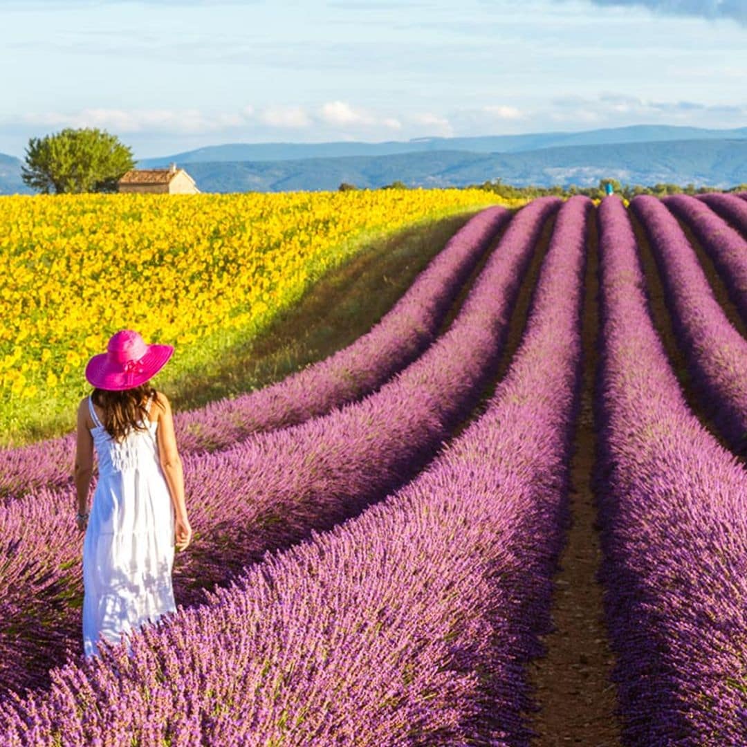 lavanda gettyimages 540309427