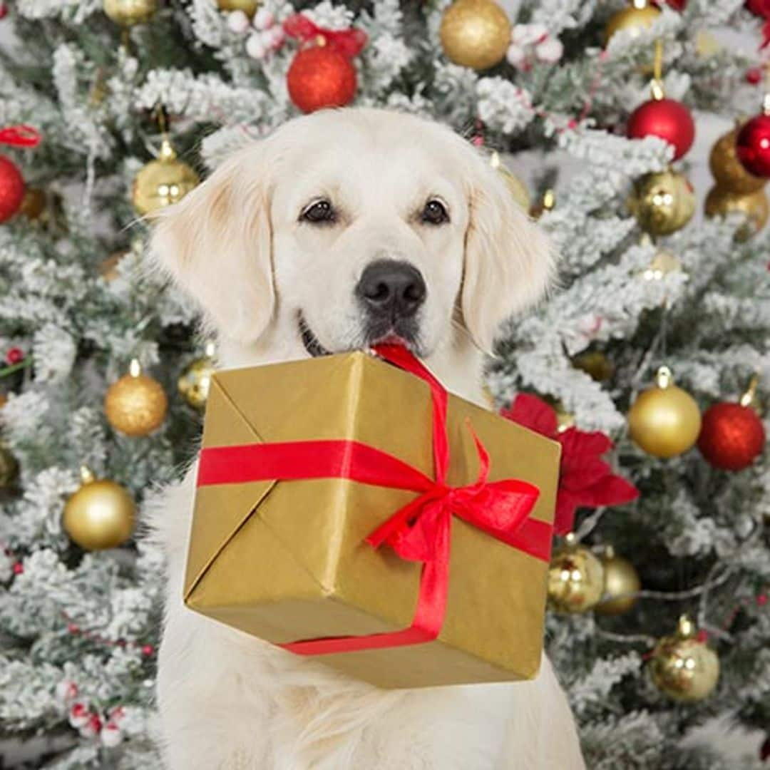 Regalos de Navidad que puedes hacerle a tu mascota