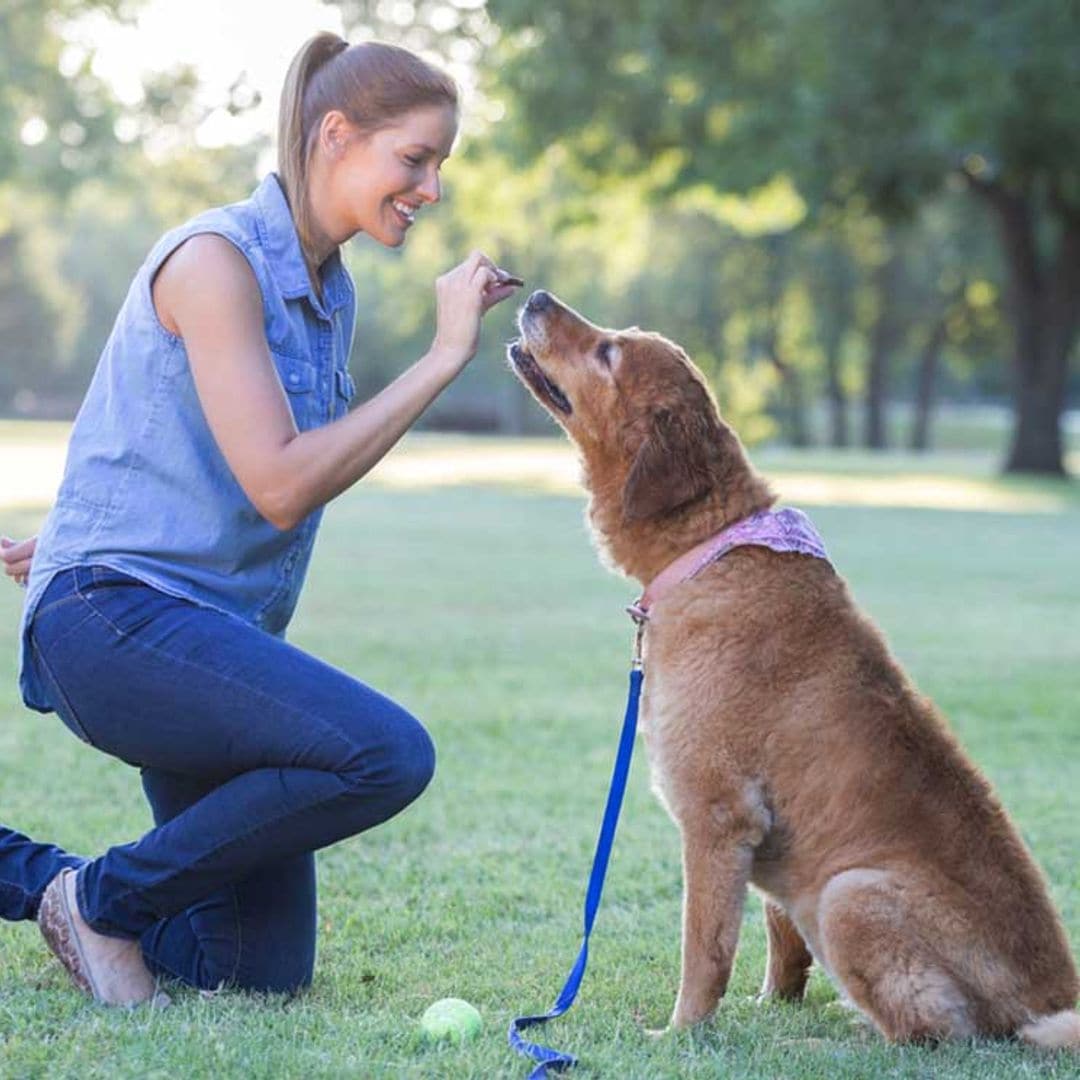 Consejos básicos para adiestrar a tu perro