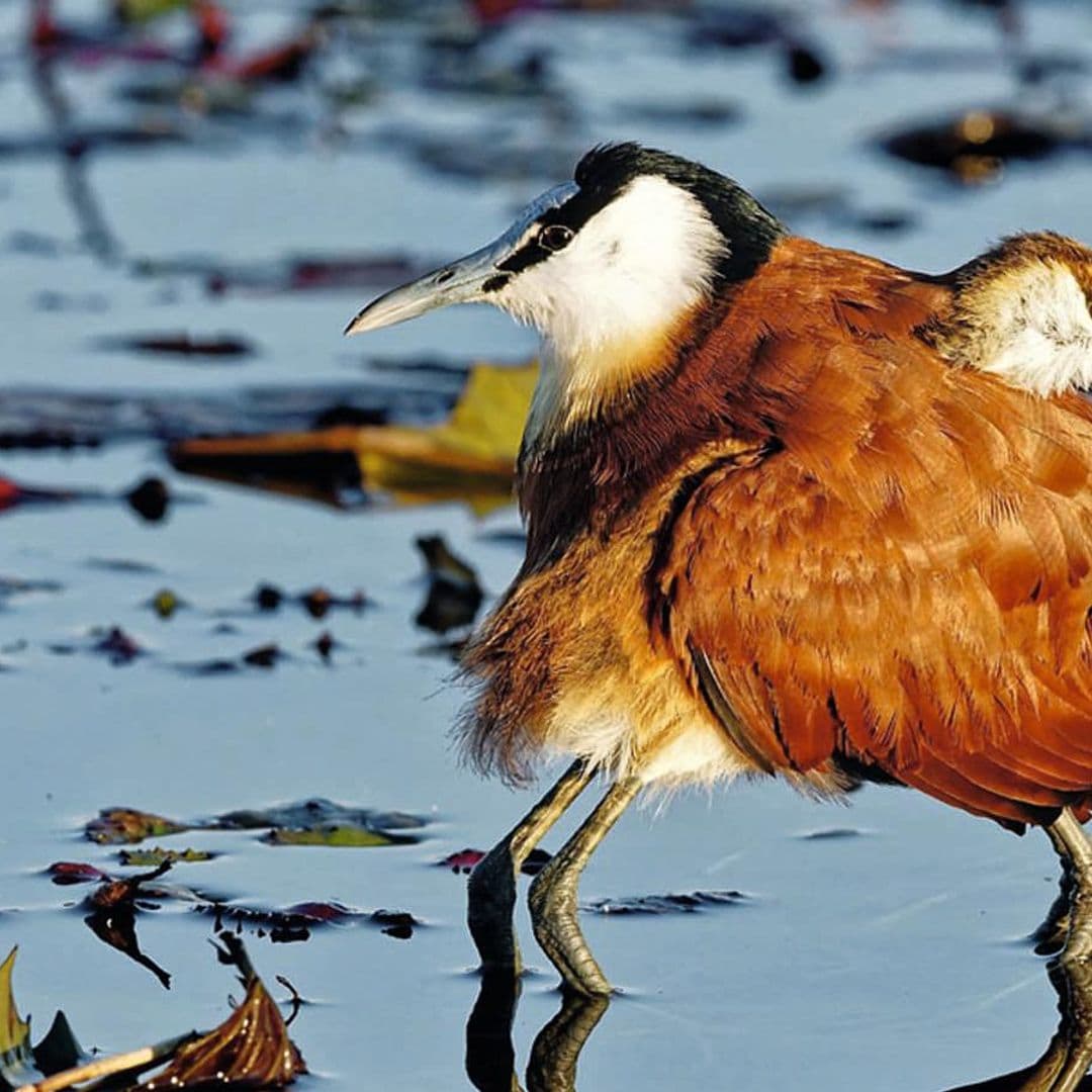 Flamencos ‘fugitivos’ y aves con ocho patas, las imágenes más fascinantes del reino animal