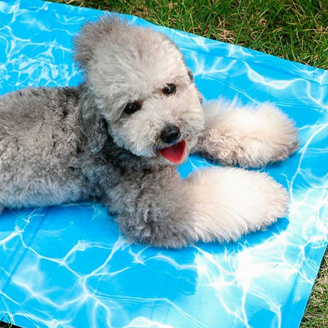 Mantén a tu mascota fresca este verano con las mantas frías para perros más vendidas