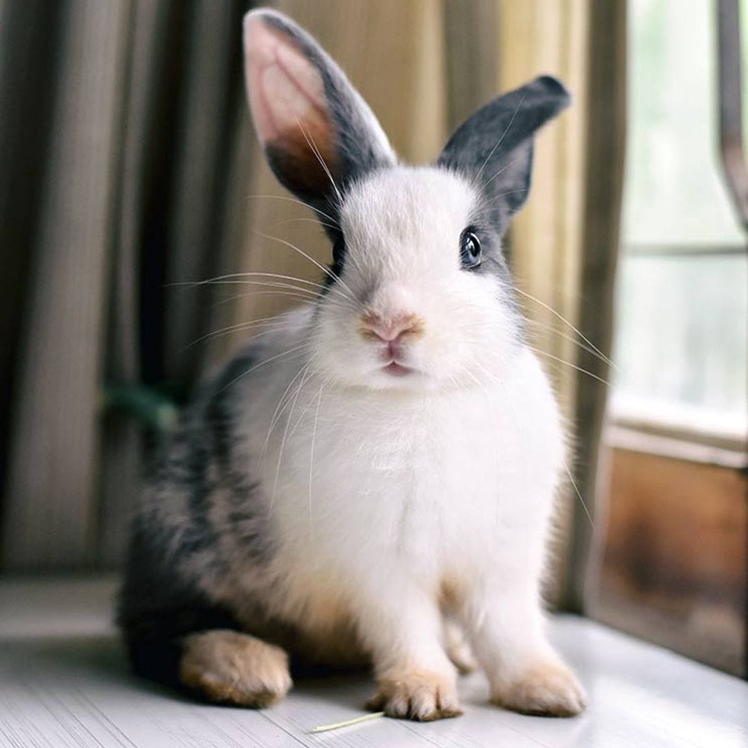 Un conejo en casa: consejos para darle la bienvenida