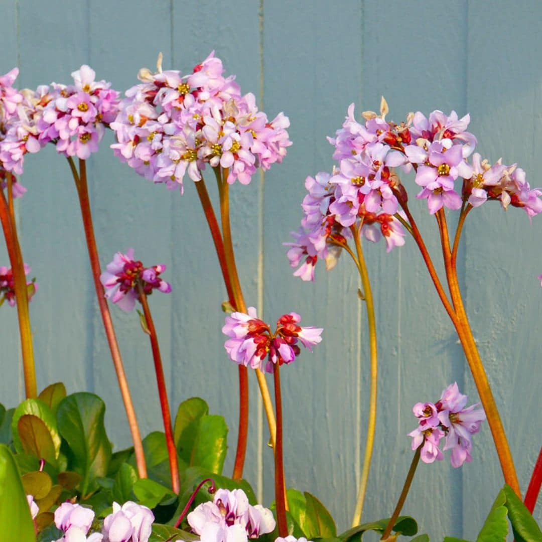 cultivo hortensia invierno bergenia hola decoracion