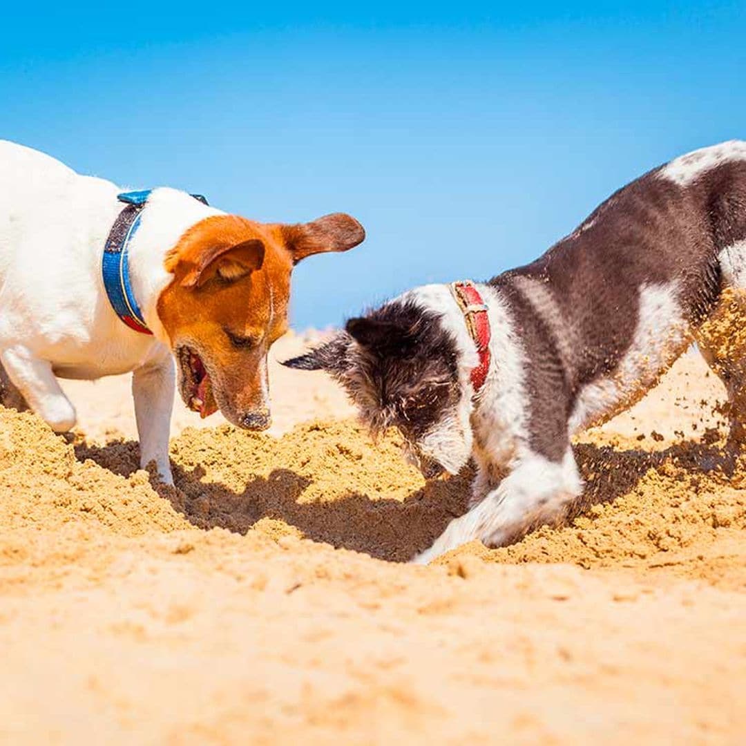 Costumbres raras de los perros (y su explicación)