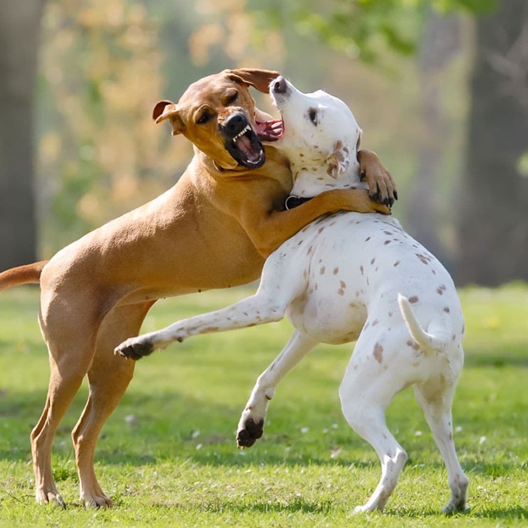 ¿Quien paga la factura del veterinario cuando dos perros se pelean?