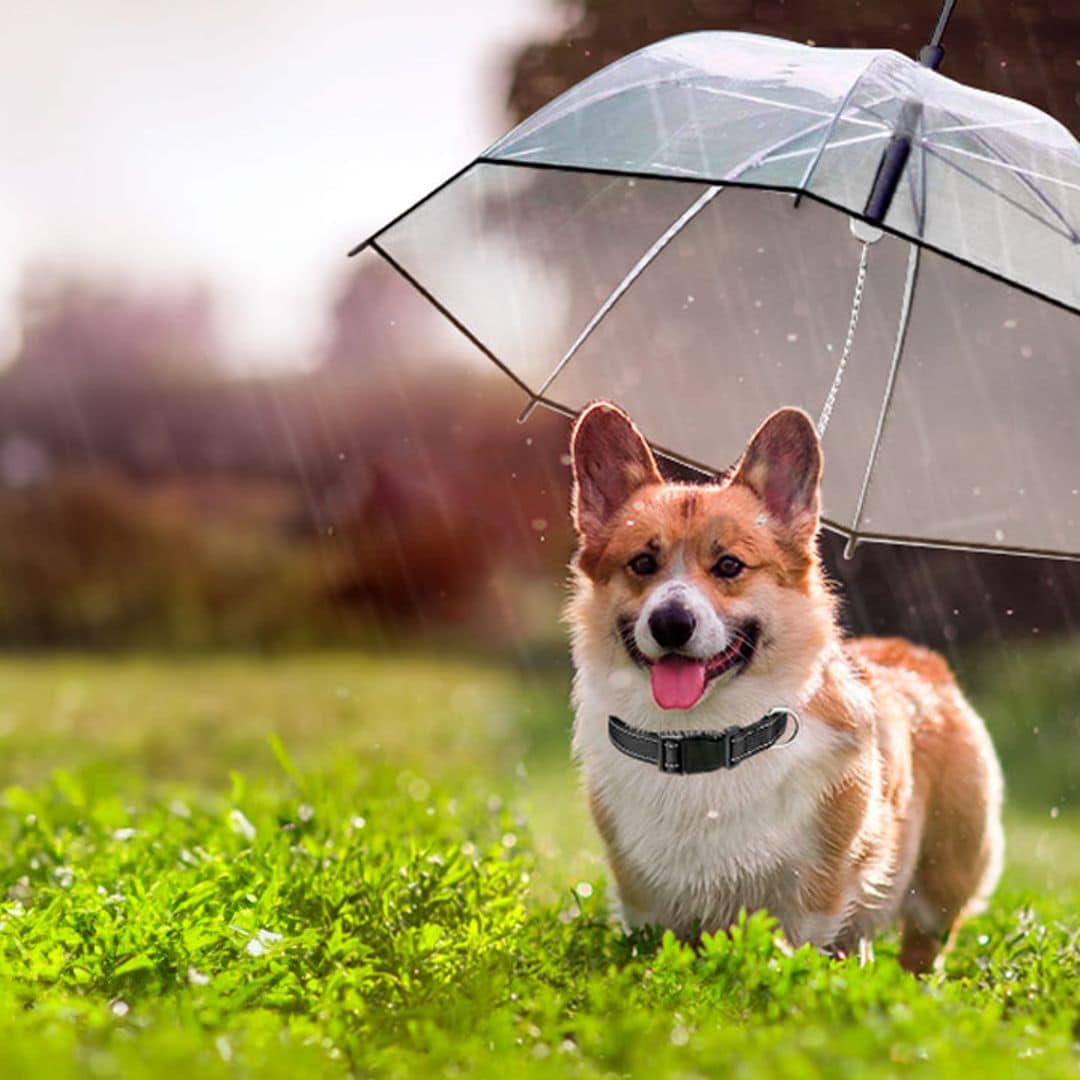 No sabía que necesitaba este producto para mi perro hasta que lo descubrí