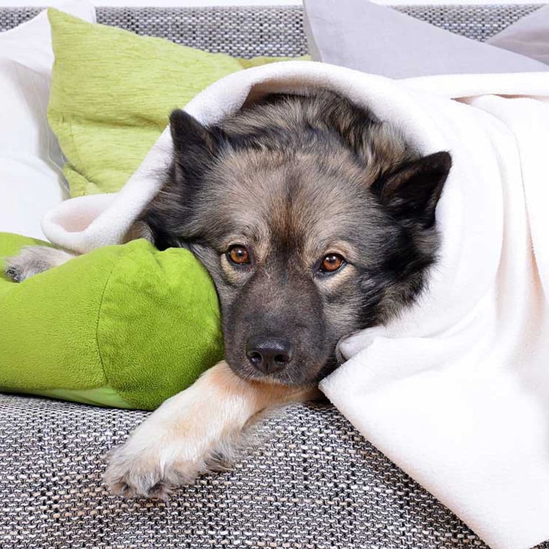 Señales que te indican que tu perro está aburrido y que debes tener en cuenta