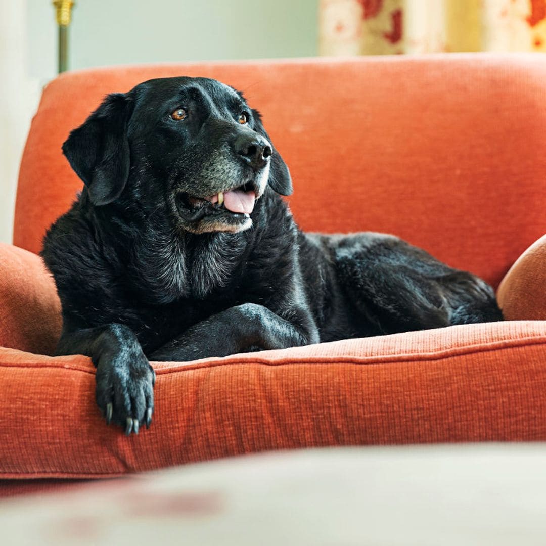 Estas 9 señales te indican que tu perro se hace mayor