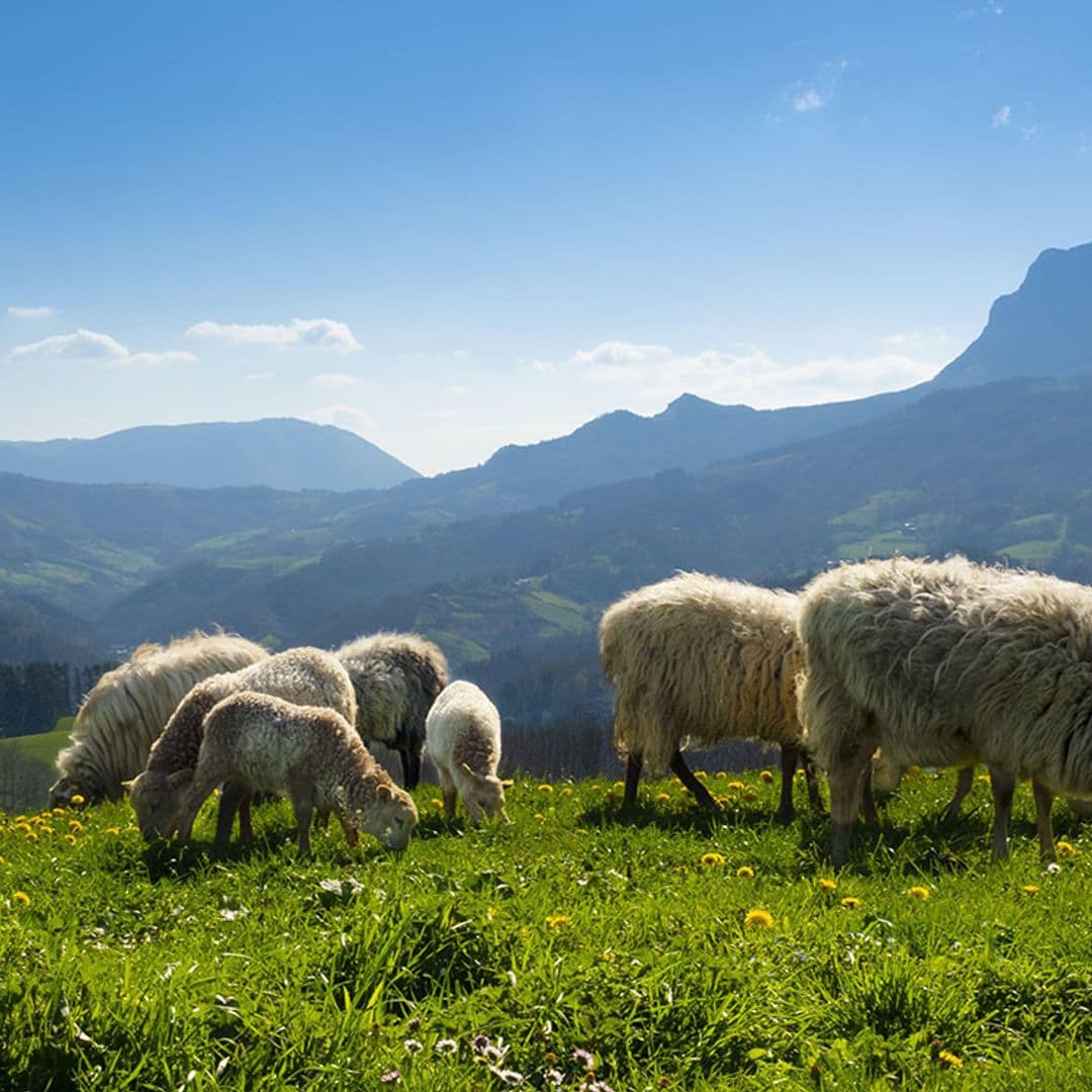 Entre ovejas latxas y tirolinas por los Pirineos navarros