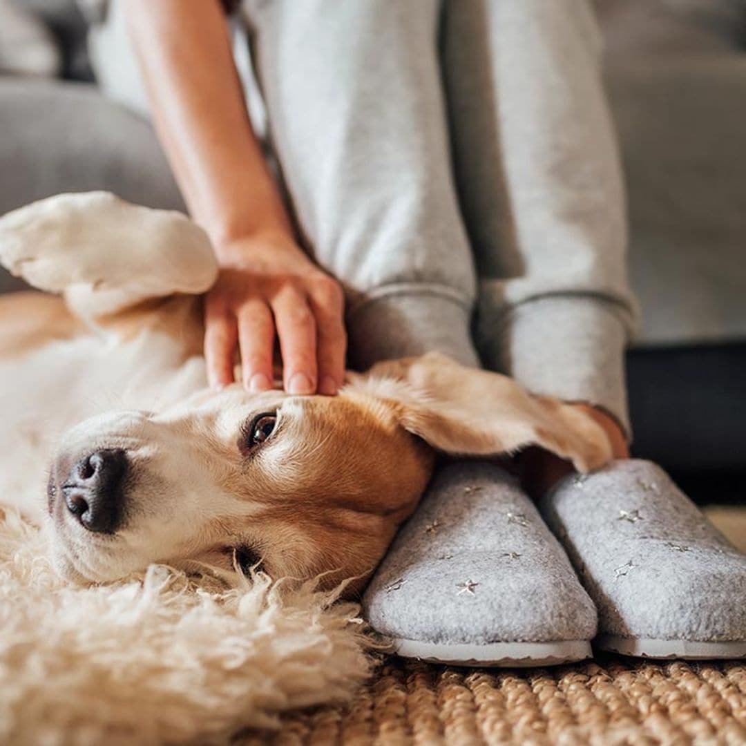 Acariciar mascotas reduce el estrés según un estudio