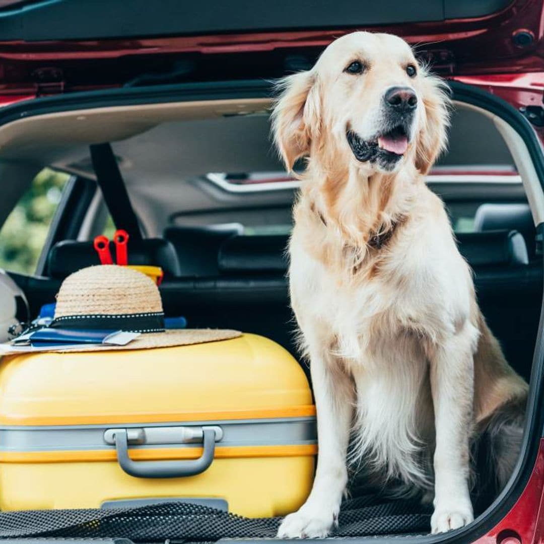 Todo lo que debes tener en cuenta a la hora de viajar con tu mascota