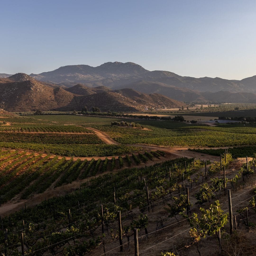 Conoce Valle de Guadalupe, el rincón de México donde florece el mejor vino