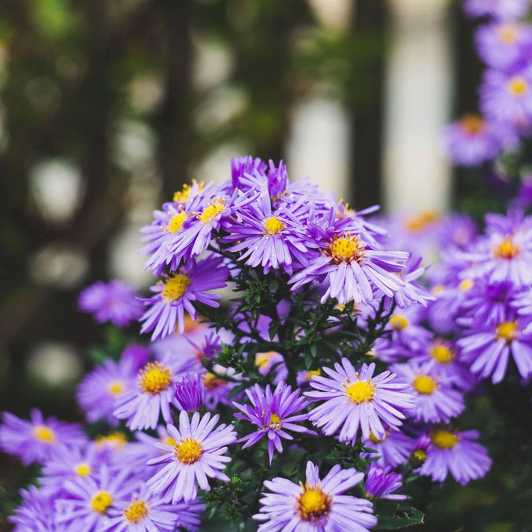 Claves para cuidar el aster y disfrutar de su espectacular floración