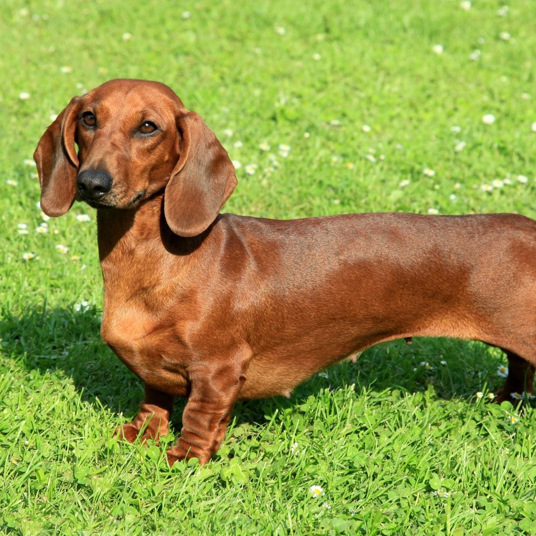 Perro salchicha o teckel, así es la raza de perros de la que todo el mundo habla