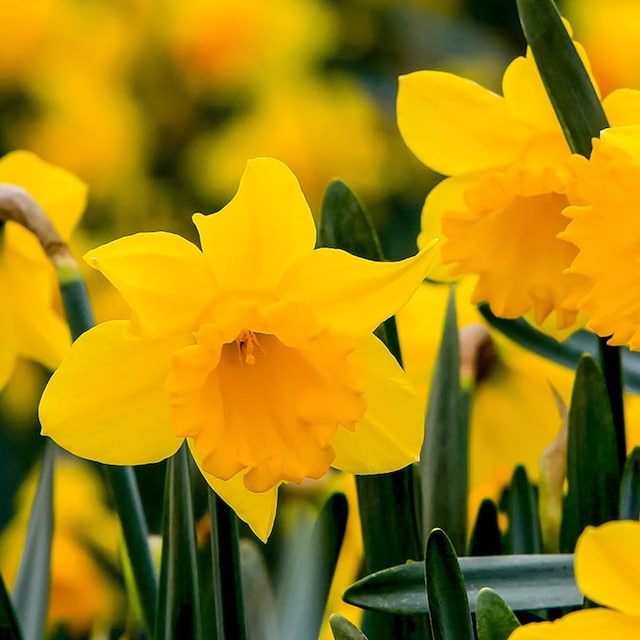 cultivar narciso