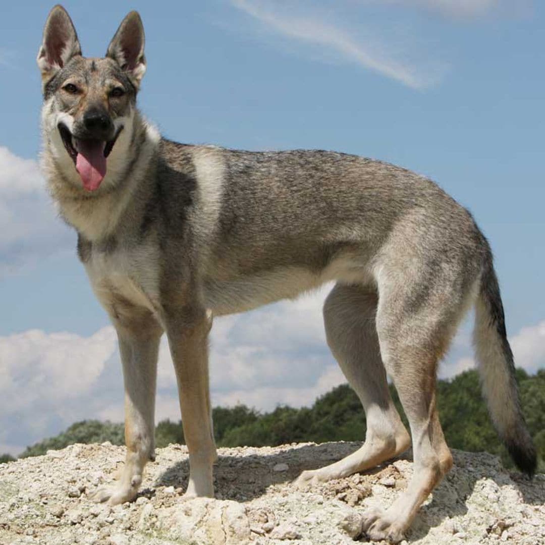 Perro lobo checoslovaco, un can de moda no apto para principiantes