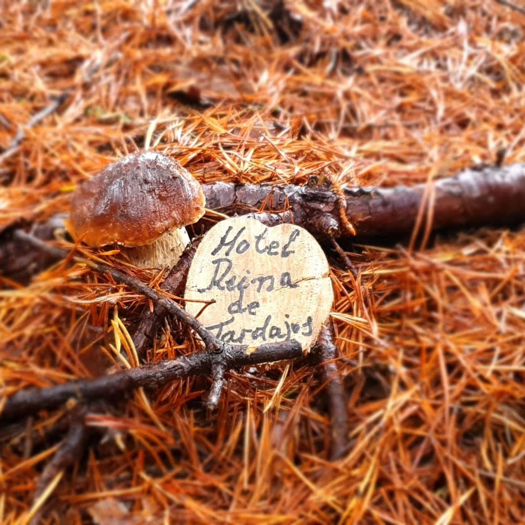 'Boletus edulis' con premio, en un bosque cerca de la Casa Palacio Reina de Tardajos