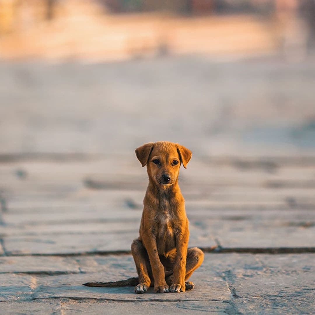 Estas son las provincias con mayor índice de abandono de animales