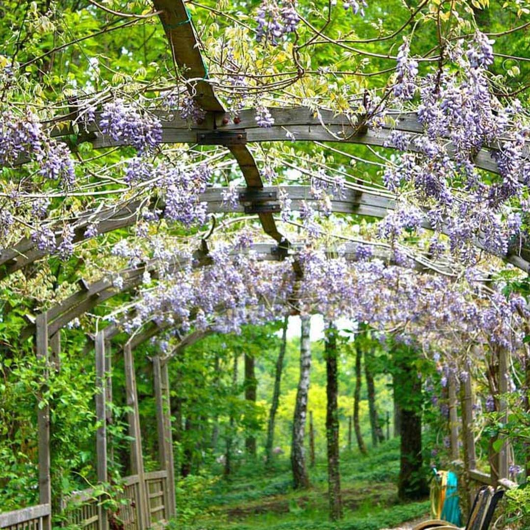 Plantas enredaderas y trepadoras para decorar con acierto el jardín