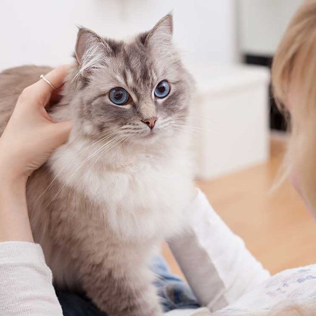 comparativa gato persa ragdoll sociabilidad salud cambio pelo