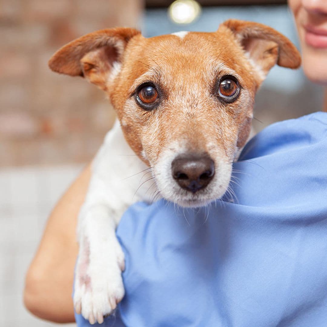 ¿Dudas entre esterilizar o castrar a tu perro o gato? Estas son las variables a tener en cuenta