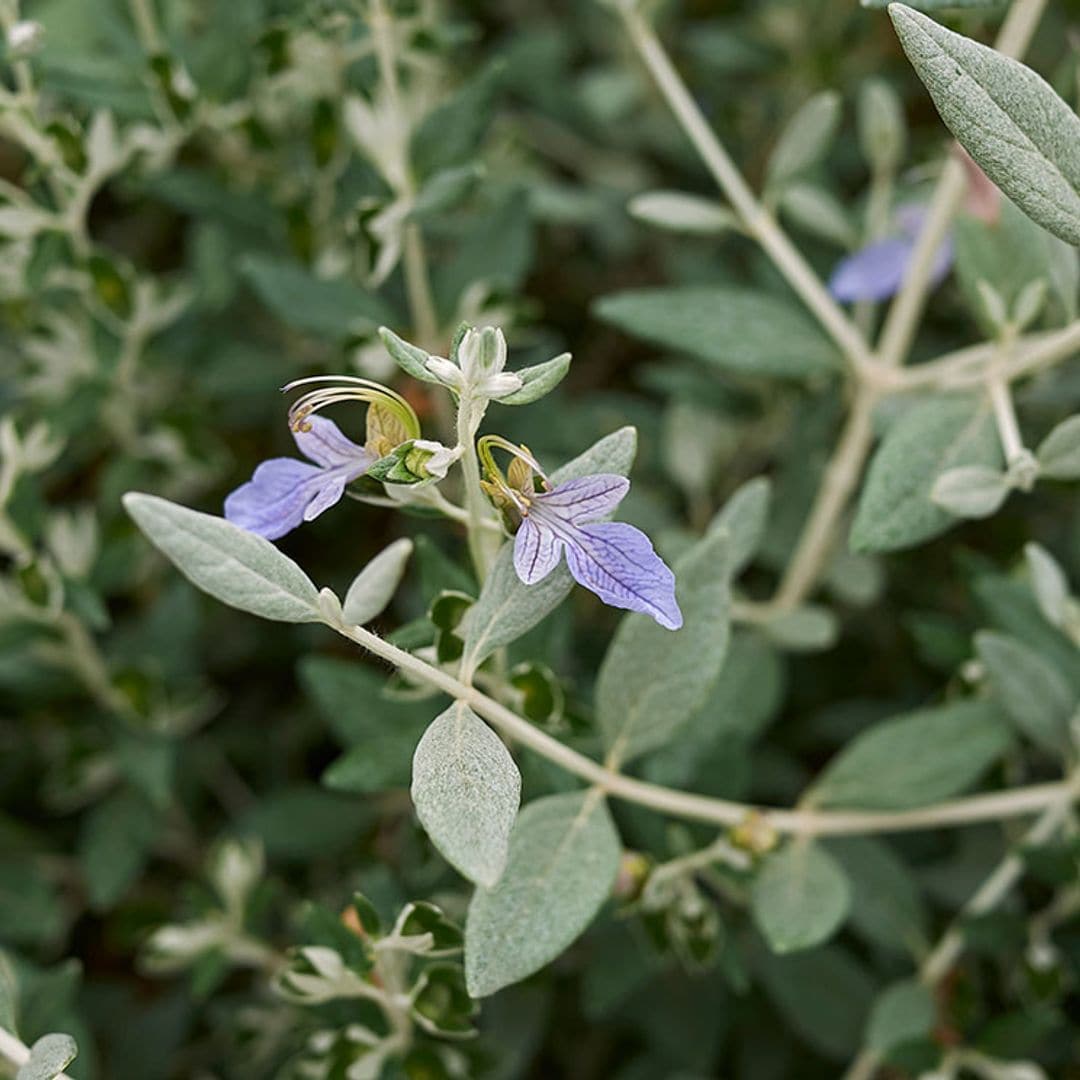 'Teucrium fruticans', un arbusto precioso y resistente que te dará mucho juego en el jardín