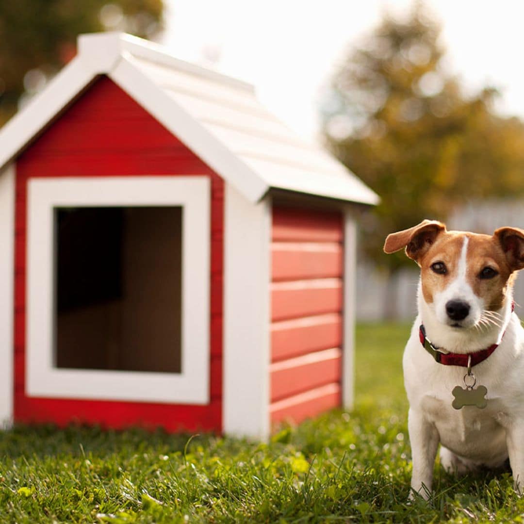 Estas son las 5 mejores casetas para perros que puedes usar en exteriores