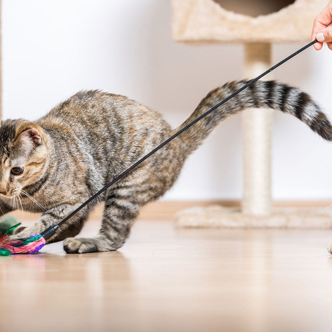 Mejores juguetes para gatos: descubre cómo mantener a tu felino entretenido, activo y feliz