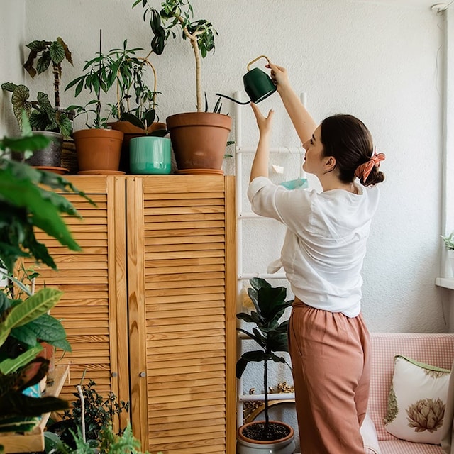 cuidados plantas vacaciones 01t