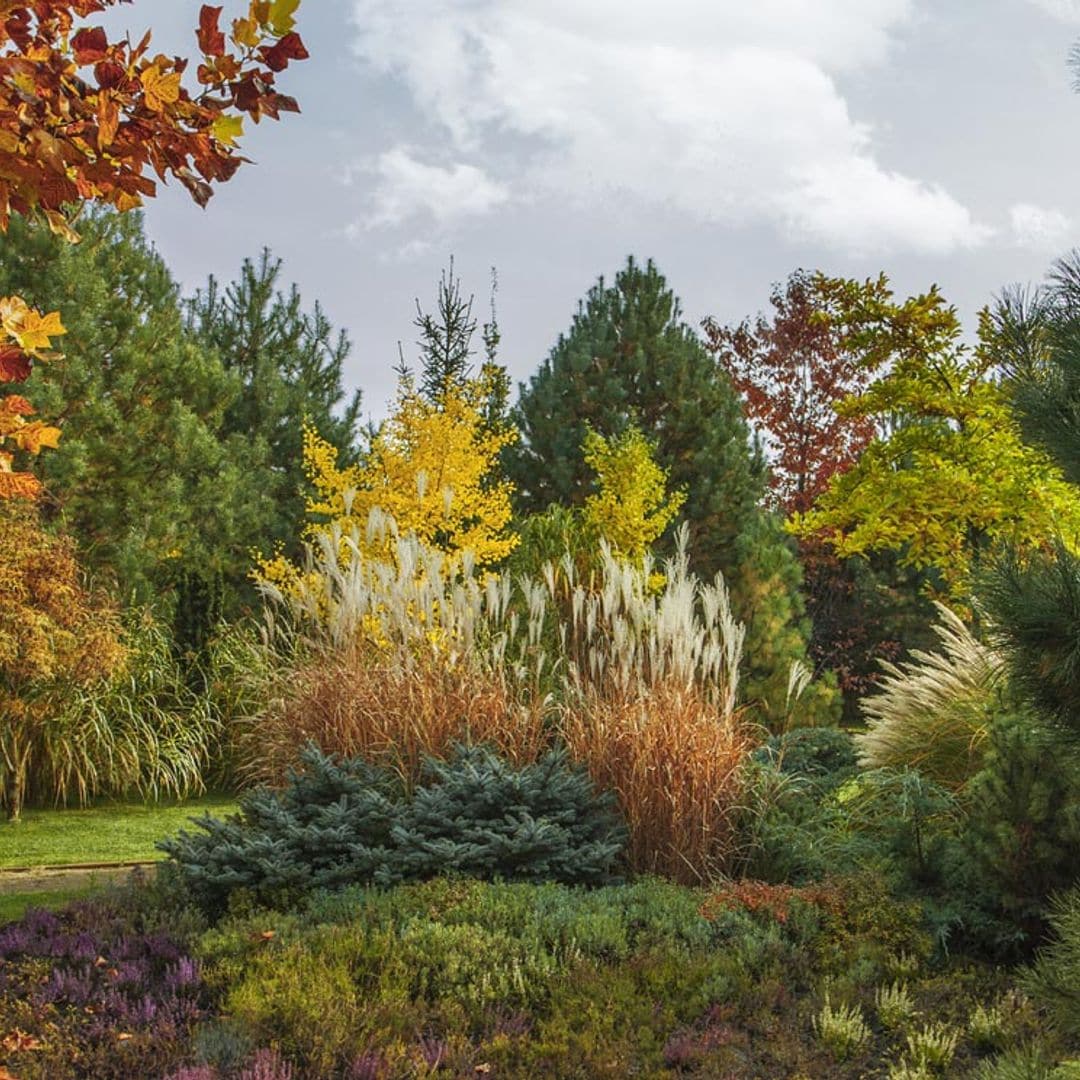 Árboles para el jardín que muestran su mayor esplendor en otoño