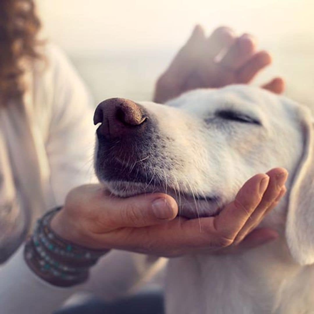 Según los expertos, tu perro te manipula