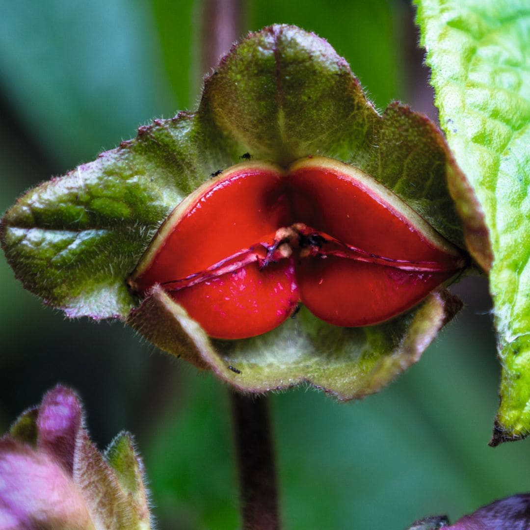 La historia de las flores 'camufladas' en unos labios rojos y otras curiosidades botánicas