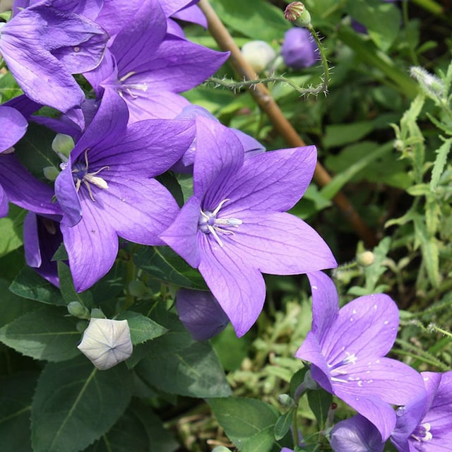 campanilla china