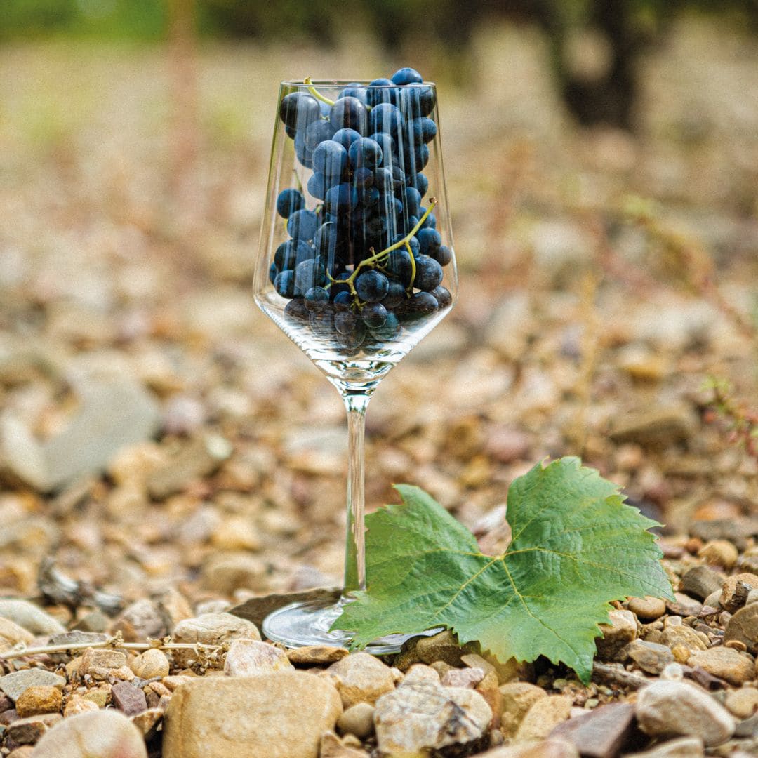 Si eres 'wine lover' amarás la garnacha