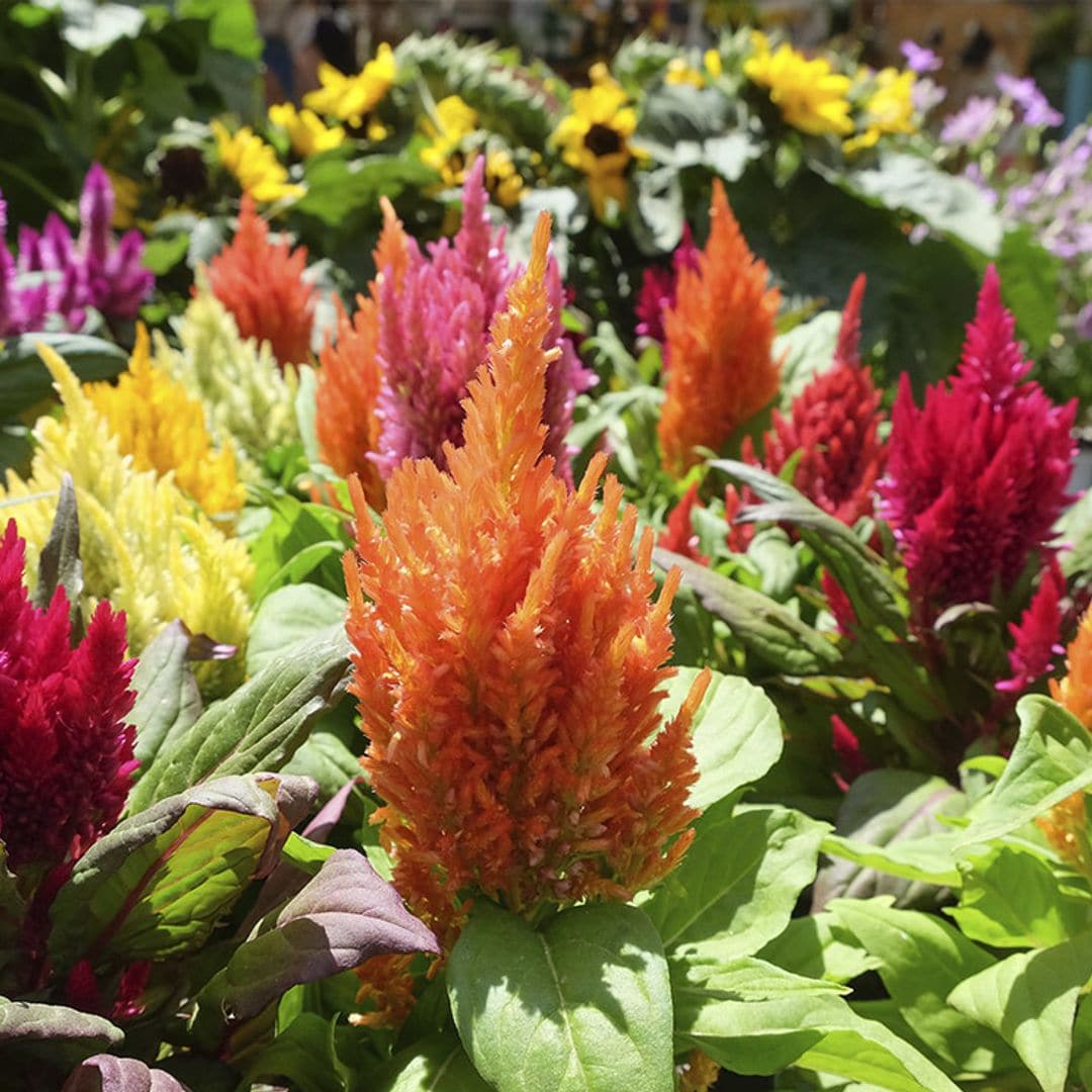 Como cuidar la celosía plumosa: la planta de exterior que llenará de elegancia tu jardín