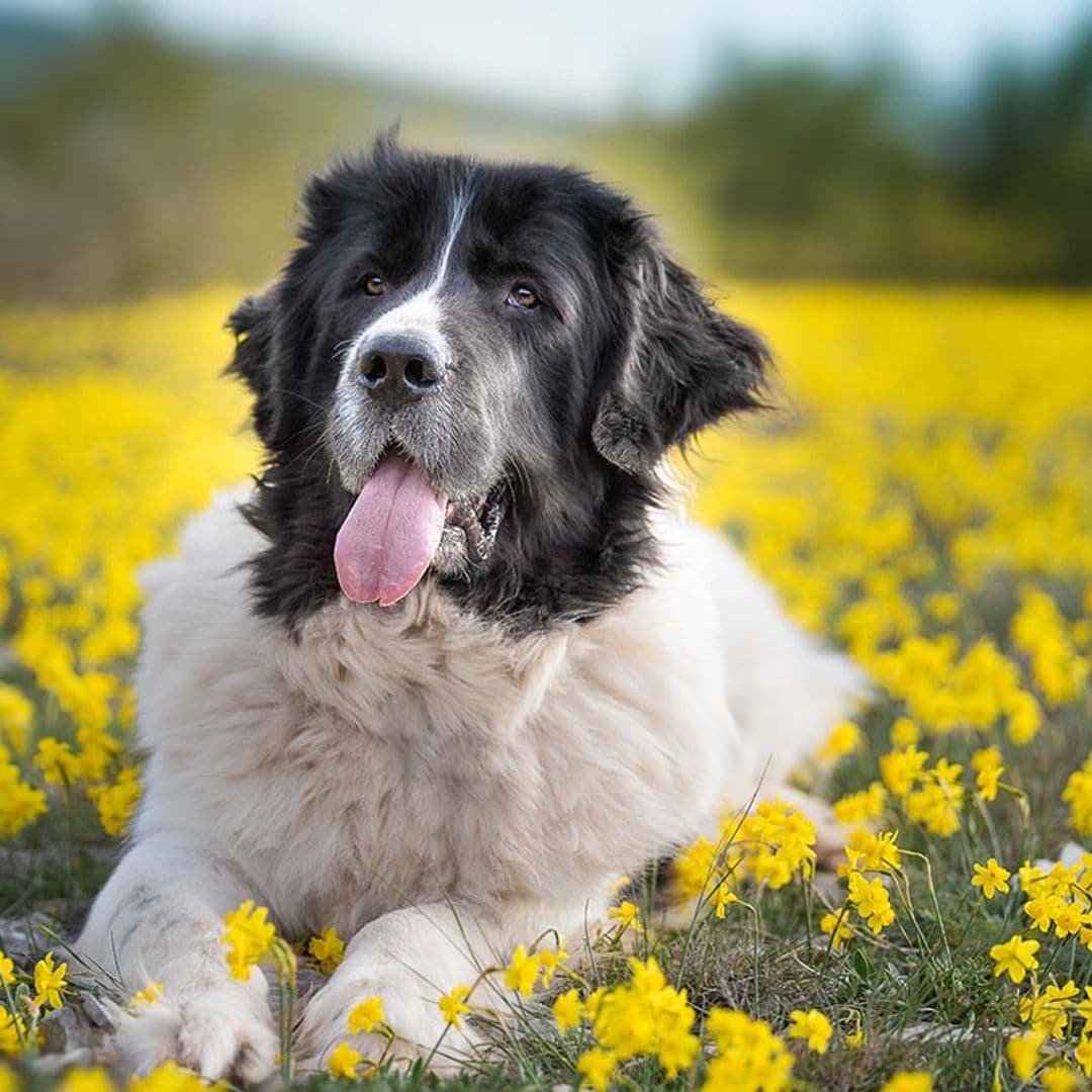 Las razas de perro más grandes del mundo