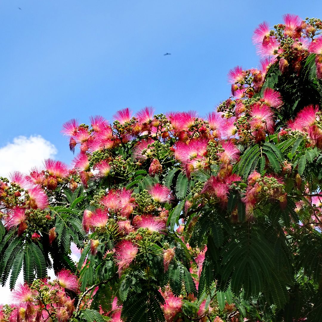 Flores de algodón rosa: la acacia de Constantinopla, el árbol perfecto para tu jardín