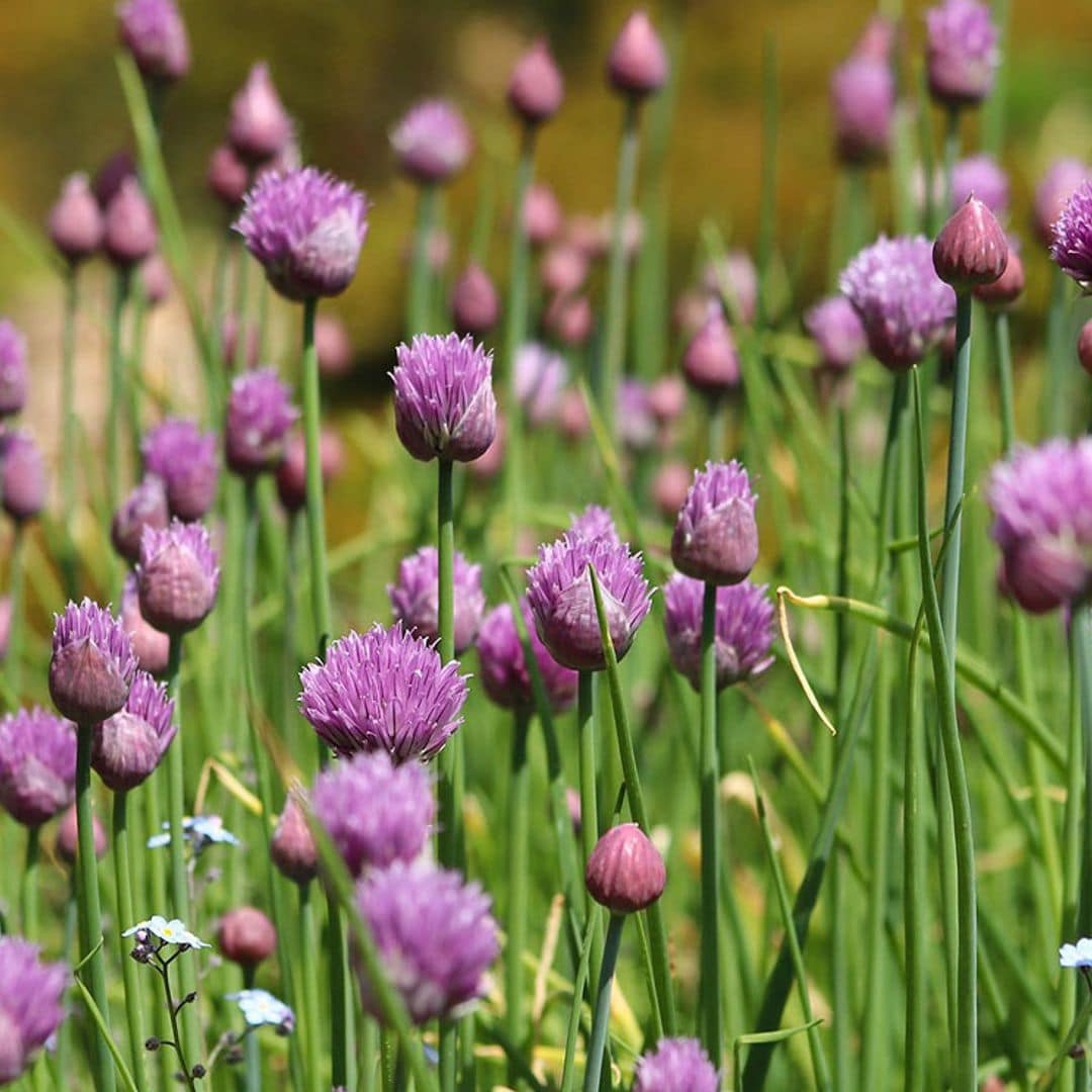 jardin aromaticas