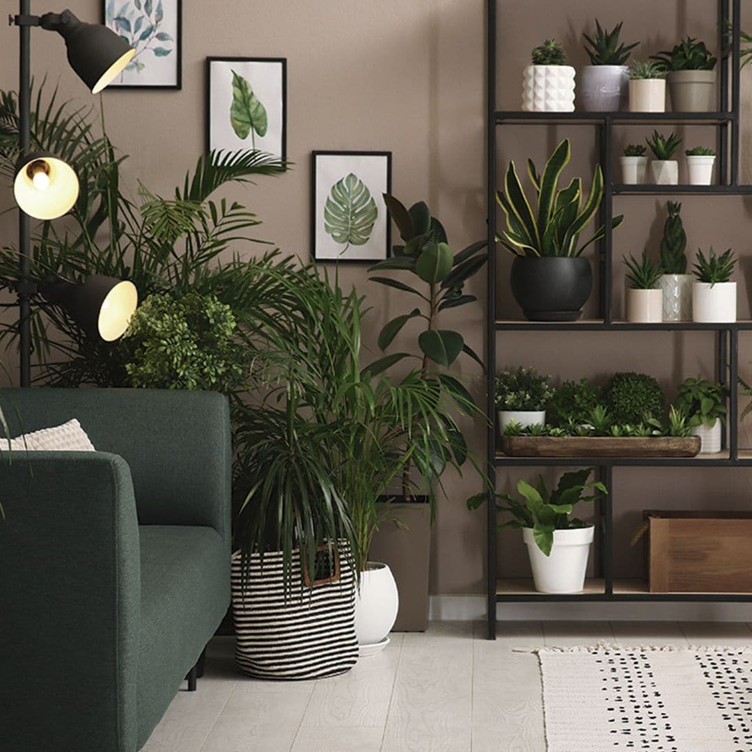 Decorating with Plants: Bringing Nature Inside Your Home