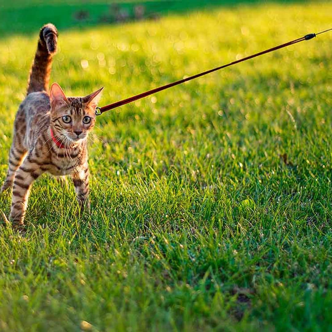Recomendaciones por si intentas pasear a tu gato con arnés