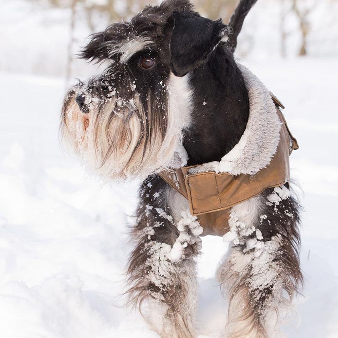 Con estos abrigos tu mascota no pasará frío este invierno