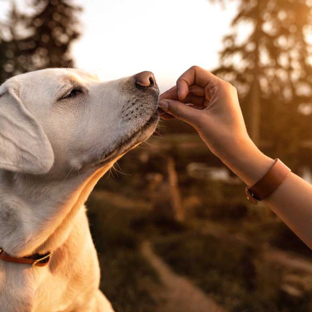 Estas son las 10 familias de razas de perro que existen en el mundo