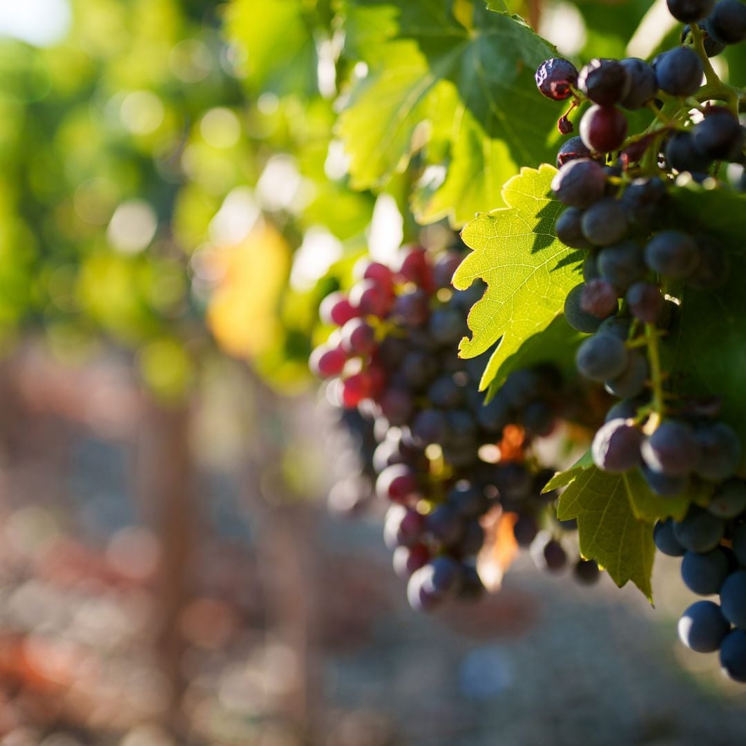 uvas para la elaboración de vino